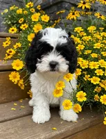 Lola, a female Shihpoo for sale in Mosinee, WI – 1 of 1