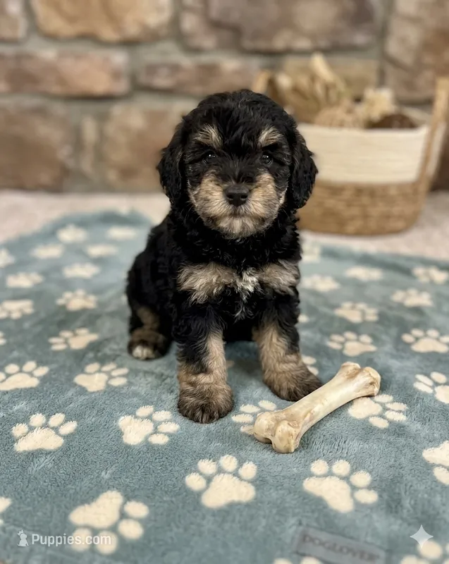 Teddy – Shihpoo puppy for sale in Mosinee, WI