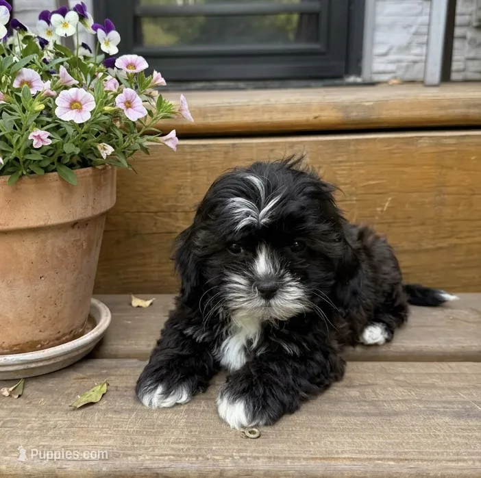 Coco – Shihpoo puppy for sale in Mosinee, WI