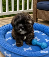 Odus , a male Shihpoo for sale in Mosinee, WI – 1 of 1