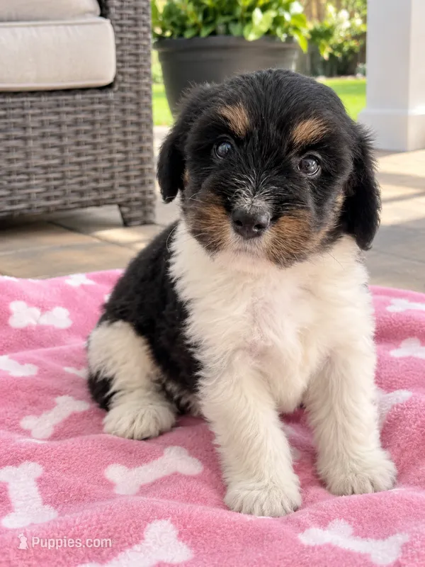 Bernice – Bernedoodle puppy for sale in Mosinee, WI