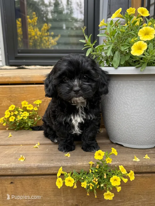 Daisy – Shihpoo puppy for sale in Mosinee, WI