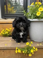 Daisy, a female Shihpoo for sale in Mosinee, WI – 1 of 1