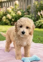 Ella-Toy Size, a female Miniature Goldendoodle for sale in Mosinee, WI – 1 of 1