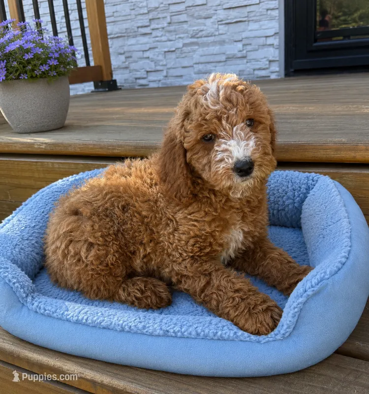 Ryder – Miniature Goldendoodle puppy for sale in Mosinee, WI