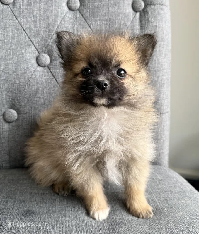 Teddy, a male Pomeranian for sale in Mosinee, WI – Photo 1 of 1