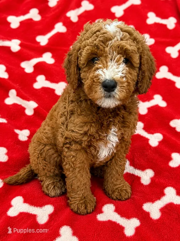 Tucker – Miniature Goldendoodle puppy for sale in Mosinee, WI