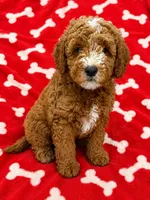 Tucker, a male Miniature Goldendoodle for sale in Mosinee, WI – 1 of 1