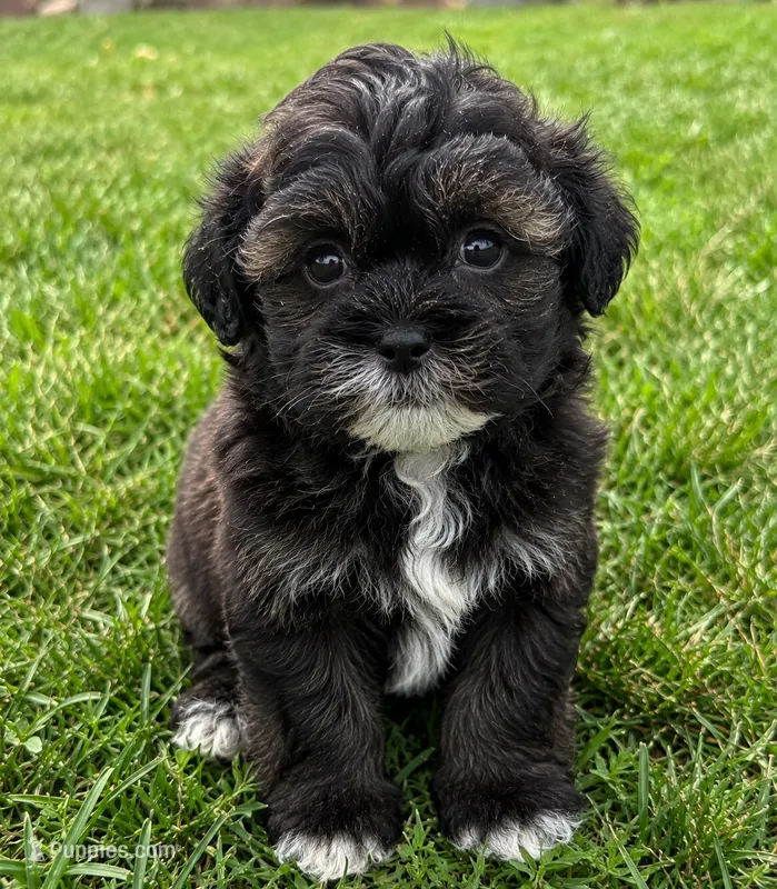 Archie – Shihpoo puppy for sale in Mosinee, WI