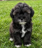 Archie, a male Shihpoo for sale in Mosinee, WI – 1 of 1