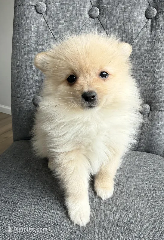 Max – Pomeranian puppy for sale in Mosinee, WI