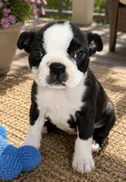 Leo, a male Boston Terrier for sale in Mosinee, WI – 1 of 1