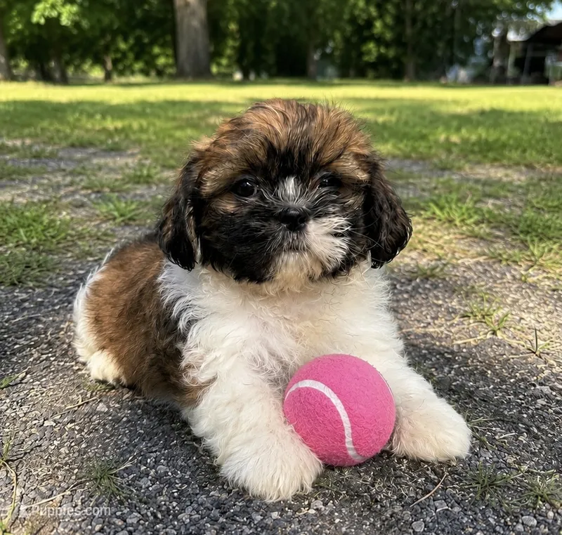 Leah – Shih Tzu puppy for sale in Mosinee, WI