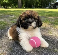Leah, a female Shih Tzu for sale in Mosinee, WI – 1 of 1