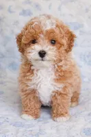 Theo - Toy sized F1B, a male Miniature Goldendoodle for sale in Mosinee, WI – Photo 1 of 2
