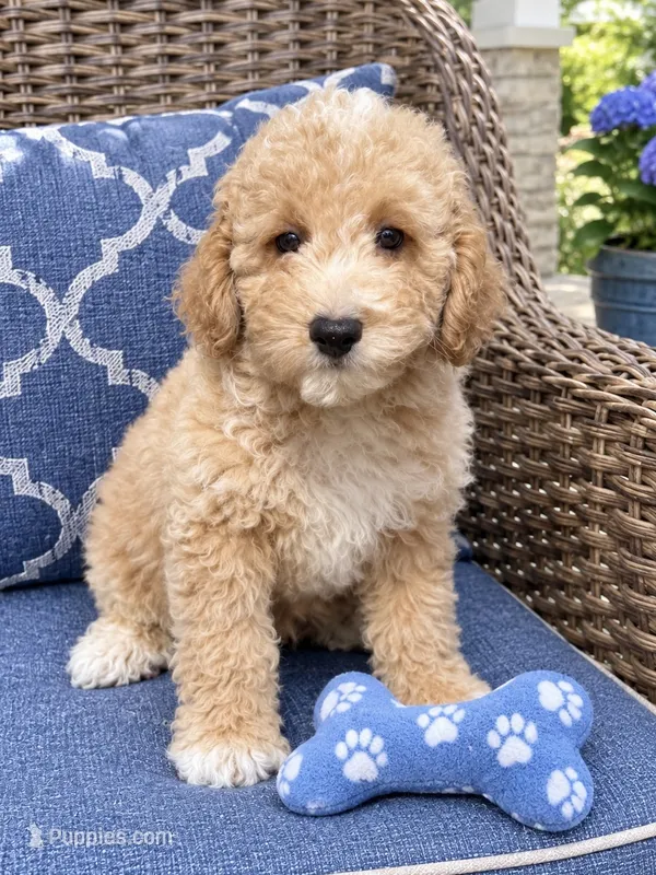 Teddy – Poodle - Miniature  puppy for sale in Mosinee, WI