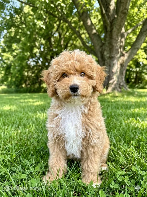 Teddy – Miniature Goldendoodle puppy for sale in Mosinee, WI