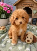 Rylee, a female Cavapoo for sale in Mosinee, WI – 1 of 1