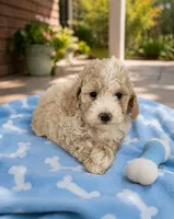 Davis, a male Poodle - Miniature  for sale in Mosinee, WI – 1 of 1