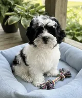 Theo, a male Shihpoo for sale in Mosinee, WI – 1 of 1