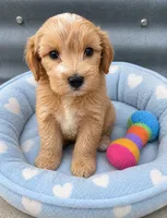Jake-Toy Size, a male Miniature Goldendoodle for sale in Mosinee, WI – 1 of 1