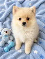 Max, a male Pomeranian for sale in Mosinee, WI – 1 of 1