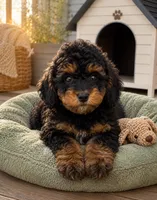 Crew, a male Cavapoo for sale in Mosinee, WI – 1 of 1