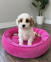 Nala-Toy Size, a female Miniature Goldendoodle for sale in Mosinee, WI – 1 of 1