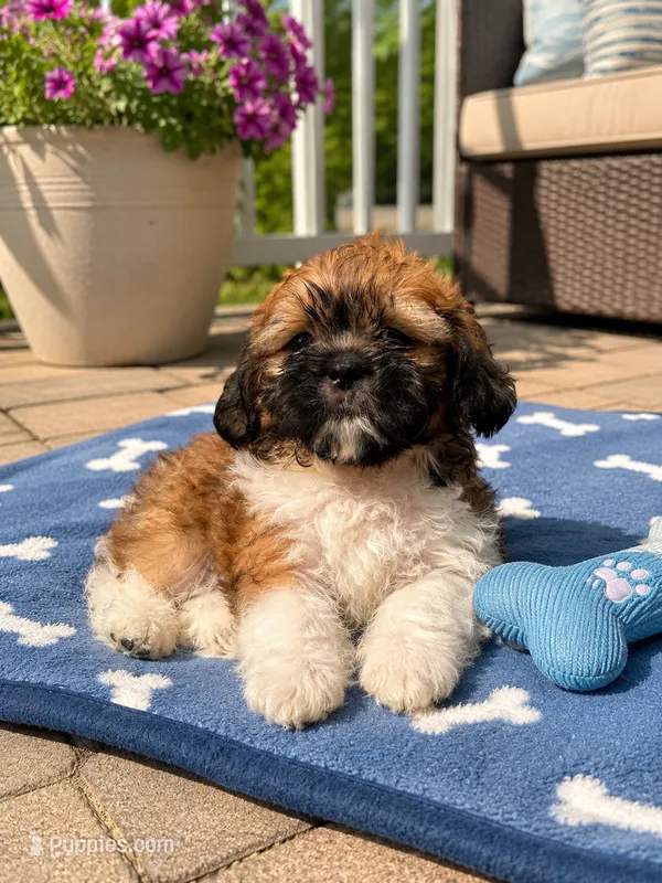 Milo – Shih Tzu puppy for sale in Mosinee, WI