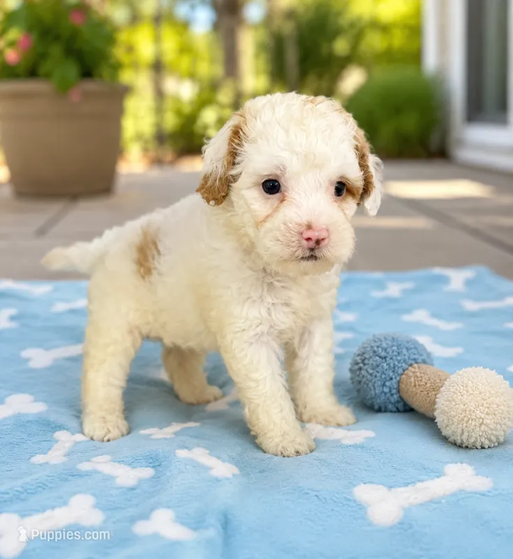 Payton – Shihpoo puppy for sale in Mosinee, WI