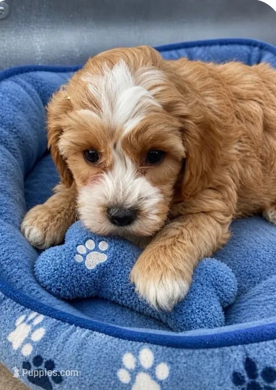 Luke-Toy Size – Miniature Goldendoodle puppy for sale in Mosinee, WI