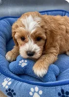 Luke-Toy Size, a male Miniature Goldendoodle for sale in Mosinee, WI – 1 of 1