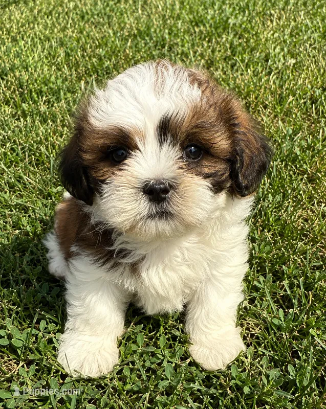 Ollie – Shihpoo puppy for sale in Mosinee, WI