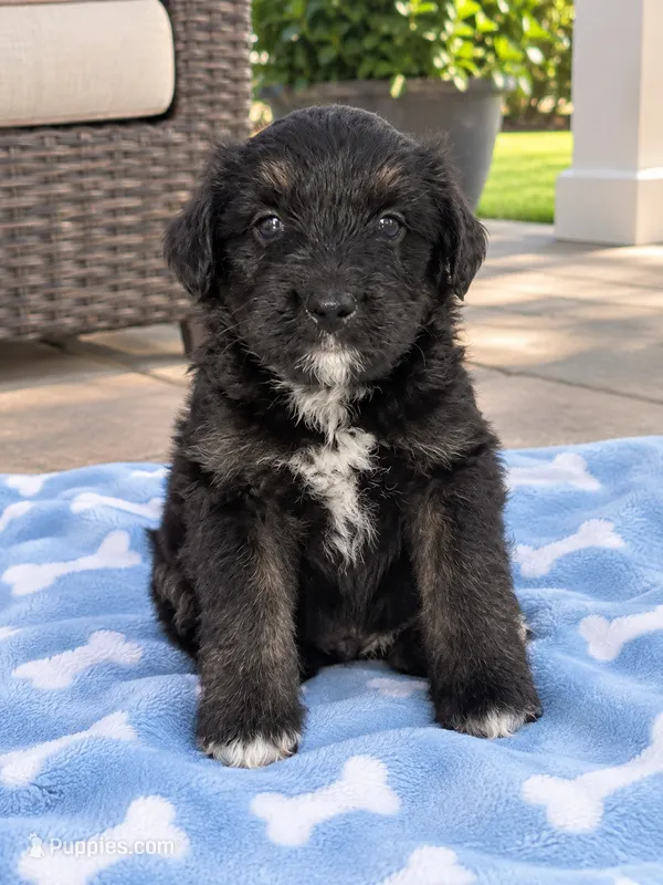 Barnes  – Bernedoodle puppy for sale in Mosinee, WI
