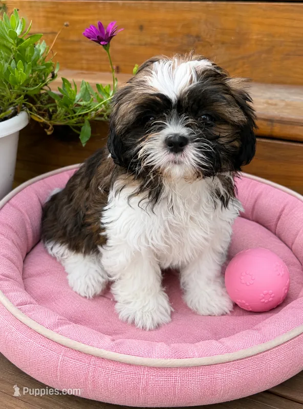 Luna – Shih Tzu puppy for sale in Mosinee, WI