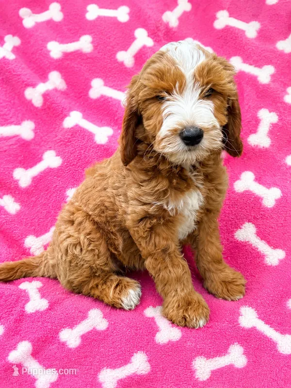 Emme – Miniature Goldendoodle puppy for sale in Mosinee, WI