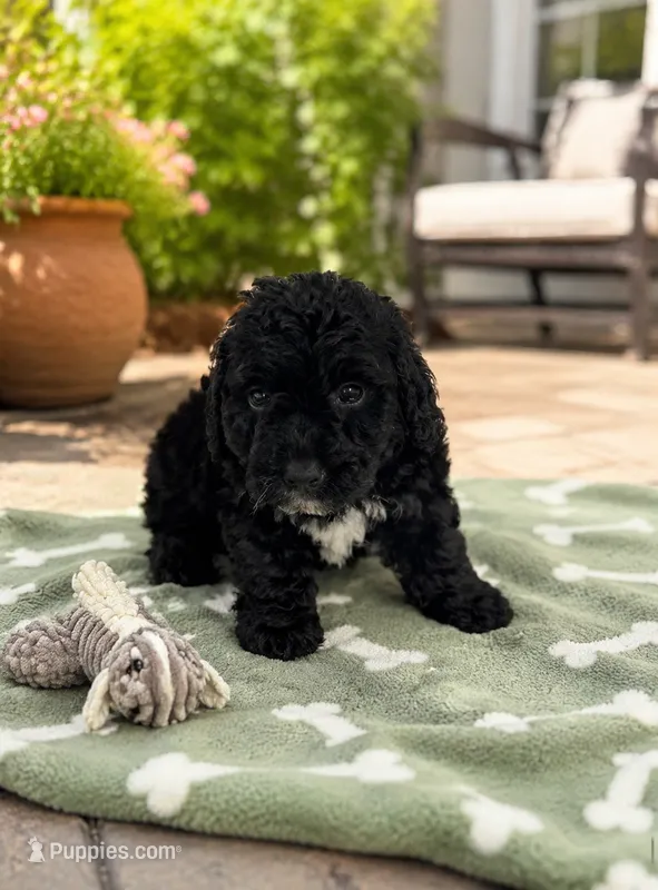 Mia – Poodle - Miniature  puppy for sale in Mosinee, WI
