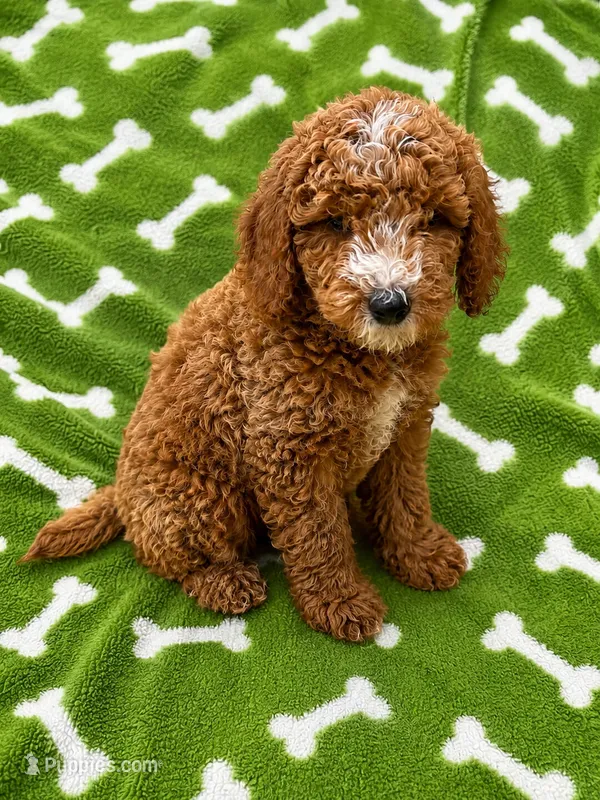 Ryder – Miniature Goldendoodle puppy for sale in Mosinee, WI