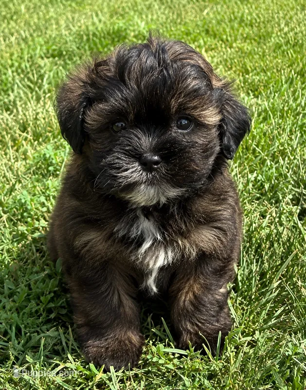 Odus  – Shihpoo puppy for sale in Mosinee, WI