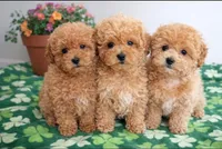 Teddy - Toy size F1B, a male Miniature Goldendoodle for sale in Mosinee, WI – Photo 2 of 2