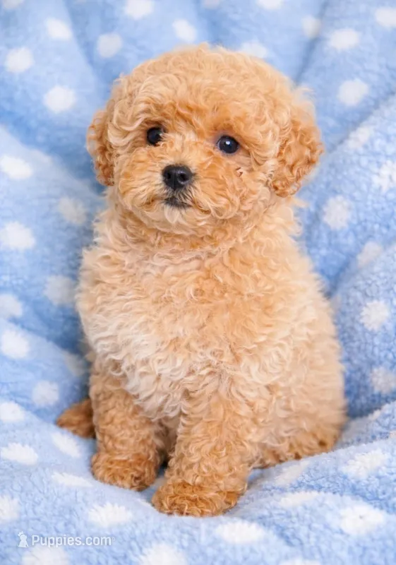Teddy - Toy size F1B – Miniature Goldendoodle puppy for sale in Mosinee, WI