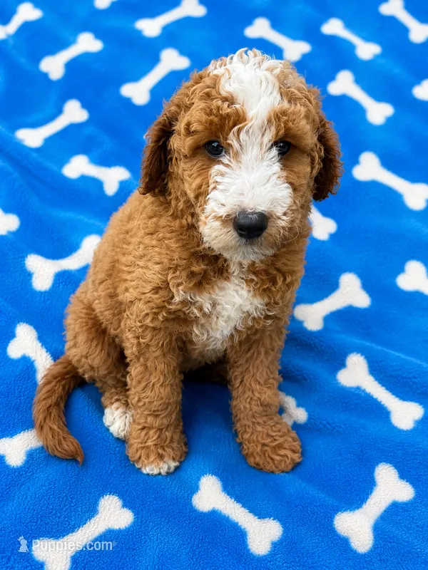 Cooper – Miniature Goldendoodle puppy for sale in Mosinee, WI