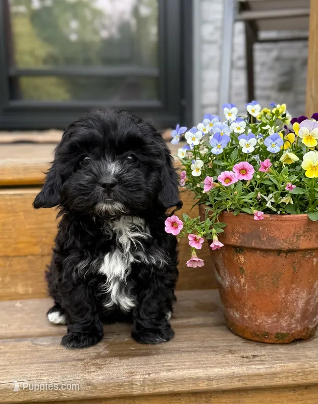 Daisy – Shihpoo puppy for sale in Mosinee, WI