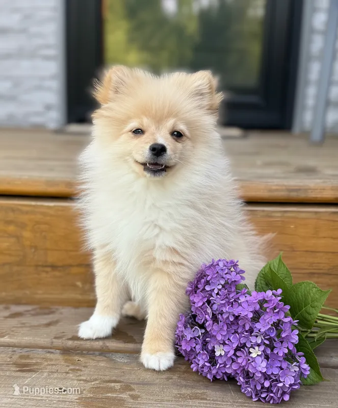 Max – Pomeranian puppy for sale in Mosinee, WI