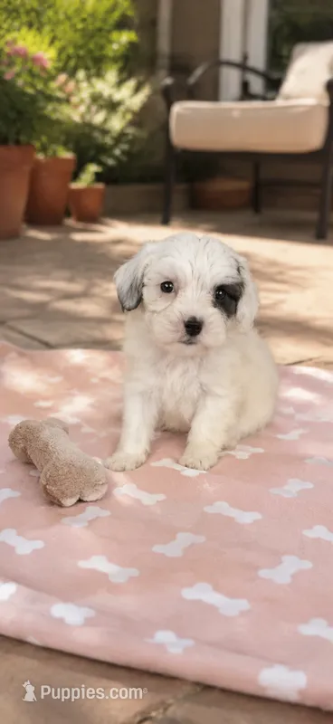Lea – Shihpoo puppy for sale in Mosinee, WI