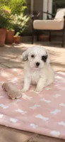 Lea, a female Shihpoo for sale in Mosinee, WI – 1 of 1