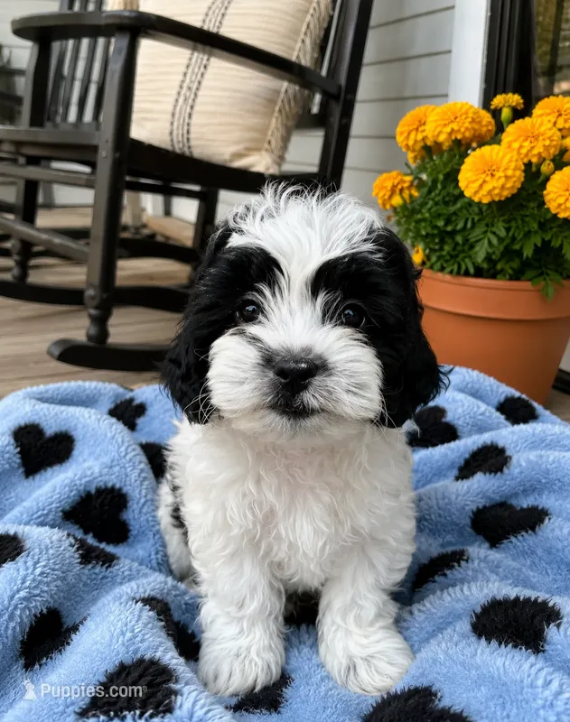 Leo – Shihpoo puppy for sale in Mosinee, WI