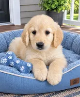 Murphy, a male Golden Retriever for sale in Mosinee, WI – 1 of 1