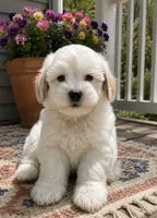 Archie - Toy Size, a male Miniature Goldendoodle for sale in Mosinee, WI – 1 of 1