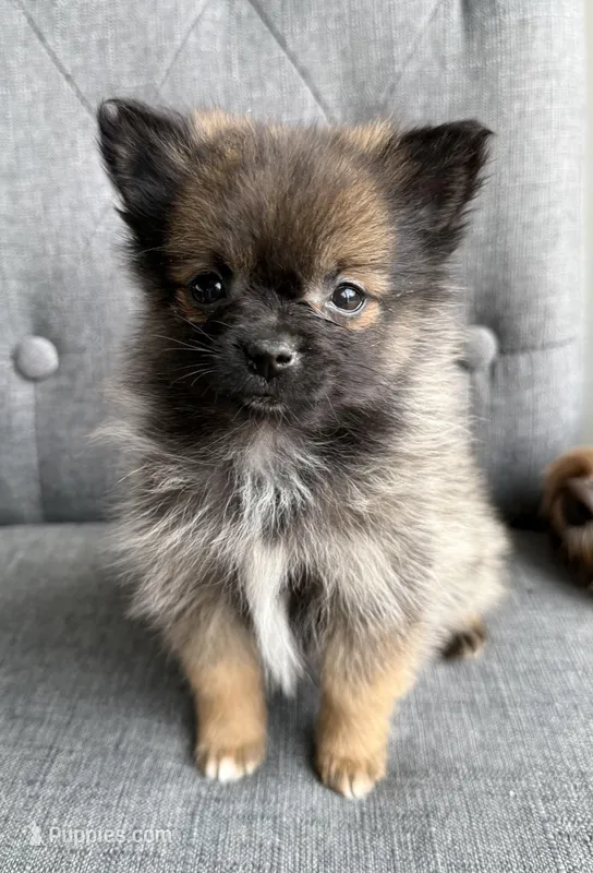 Luna – Pomeranian puppy for sale in Mosinee, WI